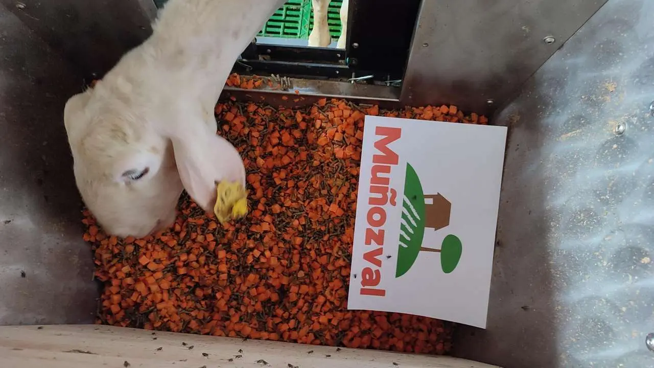 Investigadores de la ULE demuestran que las zanahorias podr&iacute;an sustituir al ma&iacute;z en la alimentaci&oacute;n de ovejas lecheras. 