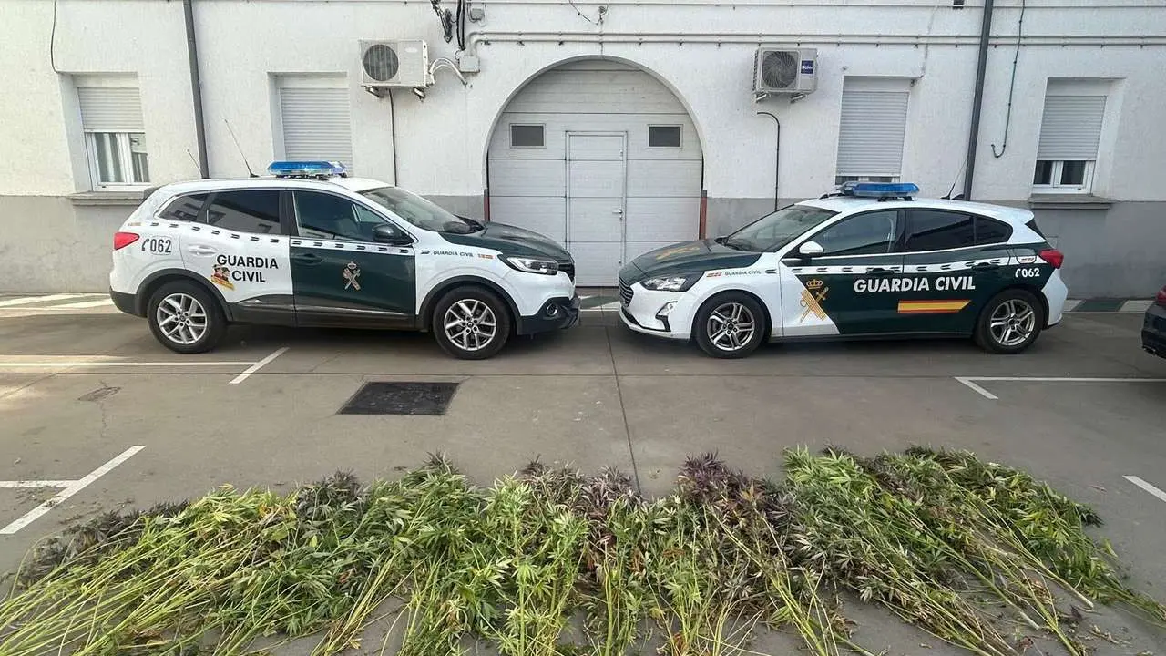 Al detenido se le incautaron 32 plantas de marihuana. 