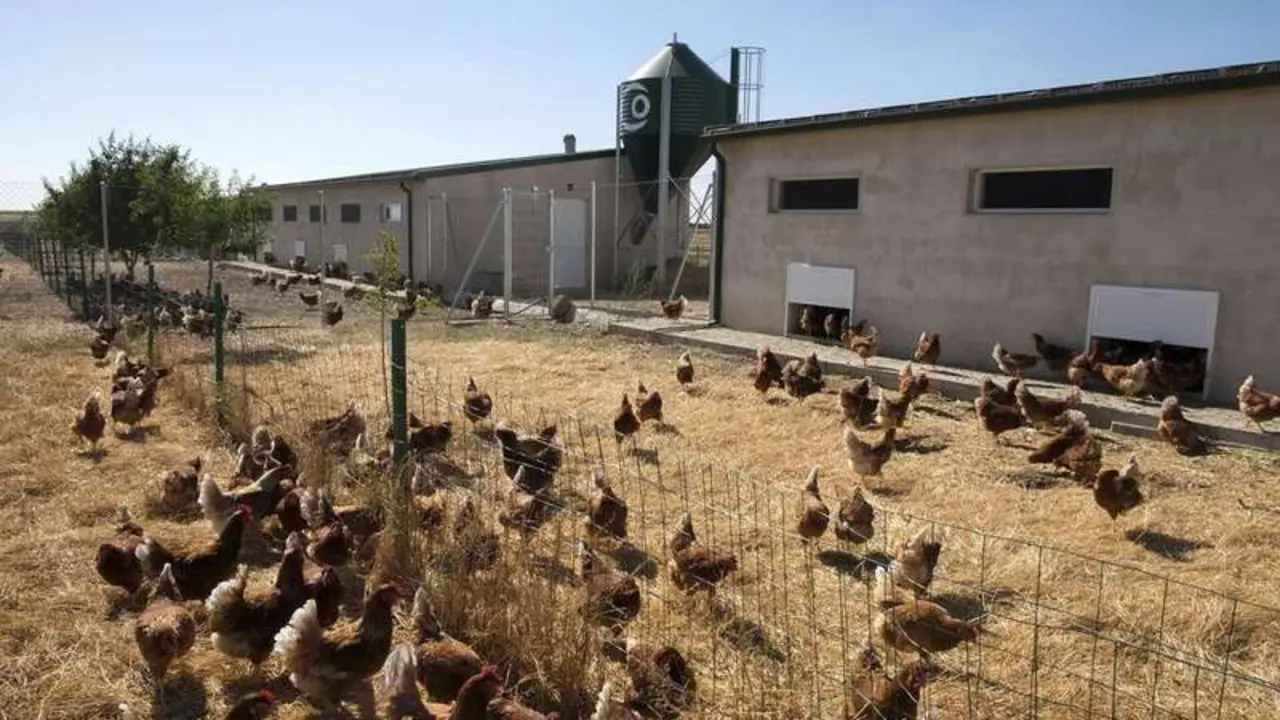 Imagen de archivo de una granja de gallinas camperas. | ICAL
