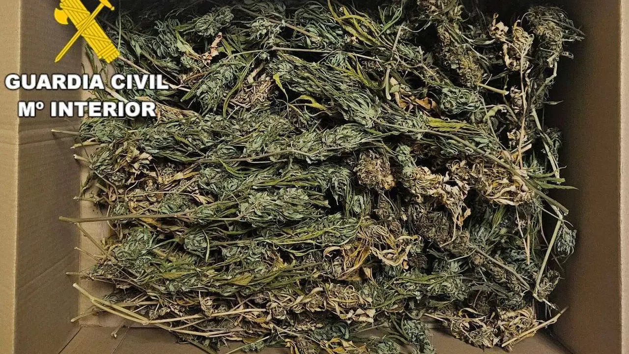 Al investigado se le aprehendieron cogollos de marihuana en un registro de su veh&iacute;culo. | GC
