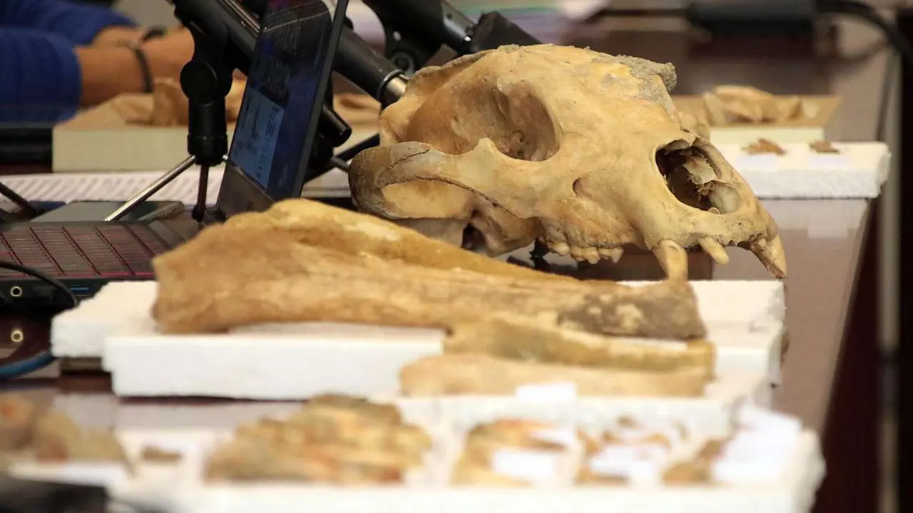 El delegado territorial de la Junta, Eduardo Diego. el coordinador del proyecto y paleobi&oacute;logo Dar&iacute;o Fidalgo, la profesora de Paleontolog&iacute;a de la Universidad de Le&oacute;n, Esperanza Fern&aacute;ndez, y el profesor de Prehistoria de la ULE, Carlos Fern&aacute;ndez presentan los resultados provisionales de la primera campa&ntilde;a de recuperaci&oacute;n de restos de fauna del Cuaternario en cuevas de la provincia de Le&oacute;n. ICAL.
