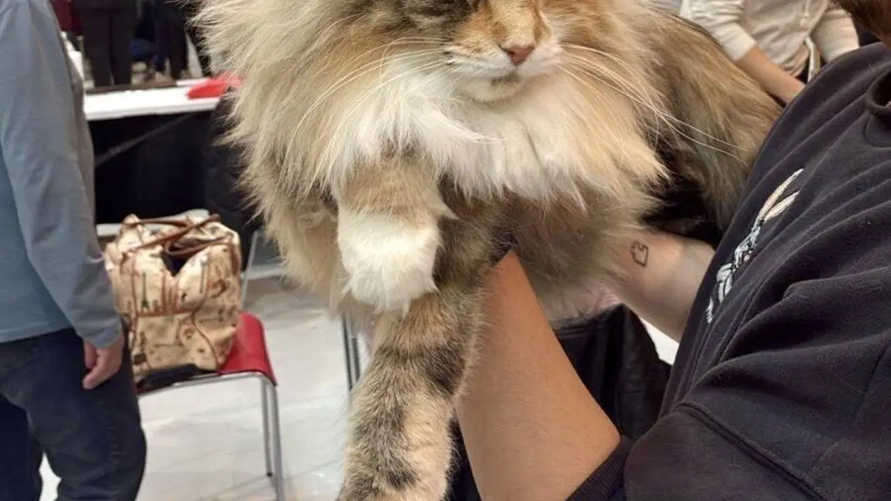 Exposici&oacute;n Internacional Felina. Ayuntamiento de San Andr&eacute;s del Rabanedo.