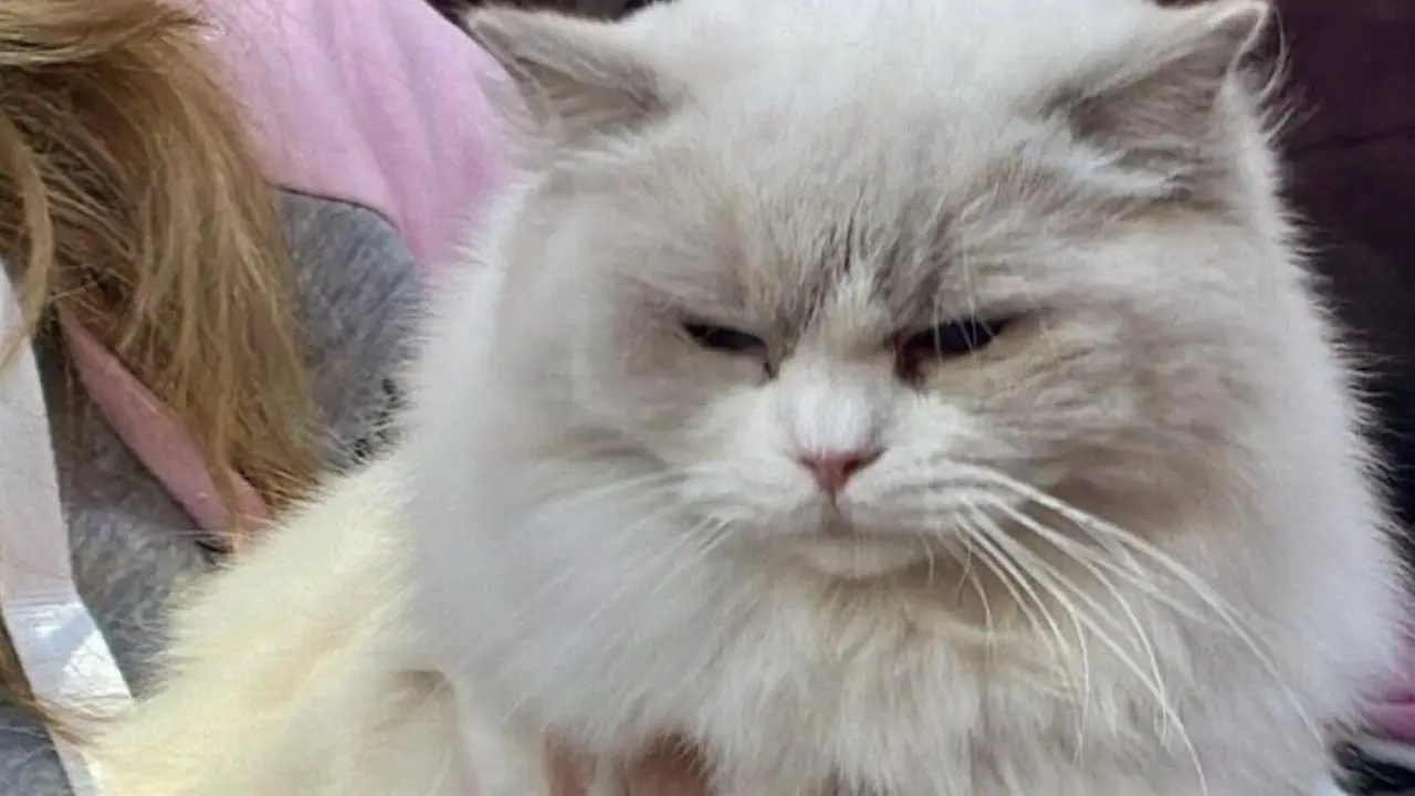 Exposici&oacute;n Internacional Felina. Ayuntamiento de San Andr&eacute;s del Rabanedo.