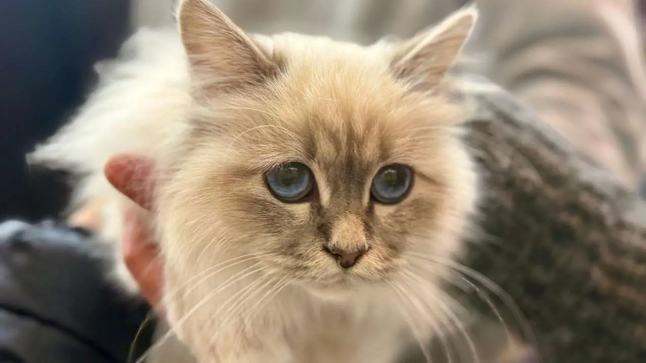 Exposici&oacute;n Felina Internacional. Ayuntamiento de San Andr&eacute;s del Rabanedo.