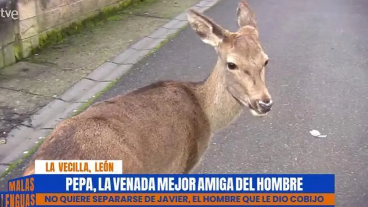 'Pepa' se ha hecho muy popular en los medios de comunicaci&oacute;n nacionales. | TVE