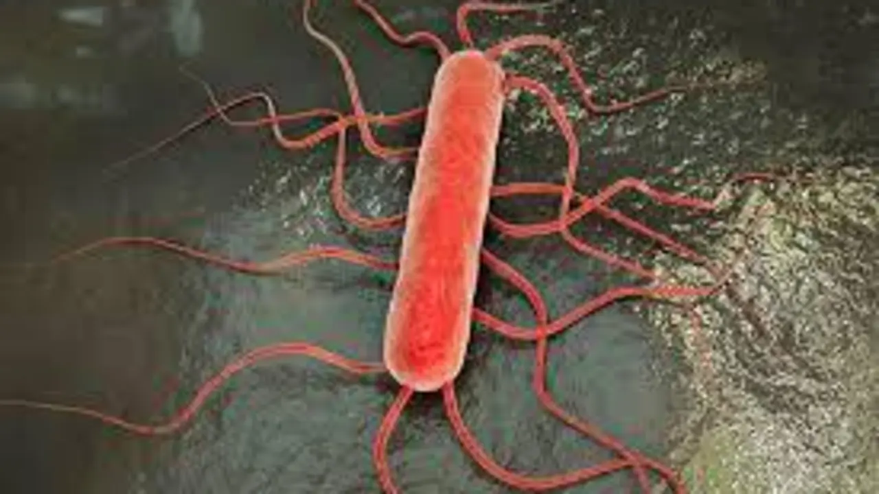 Listeria Monocytogenes.