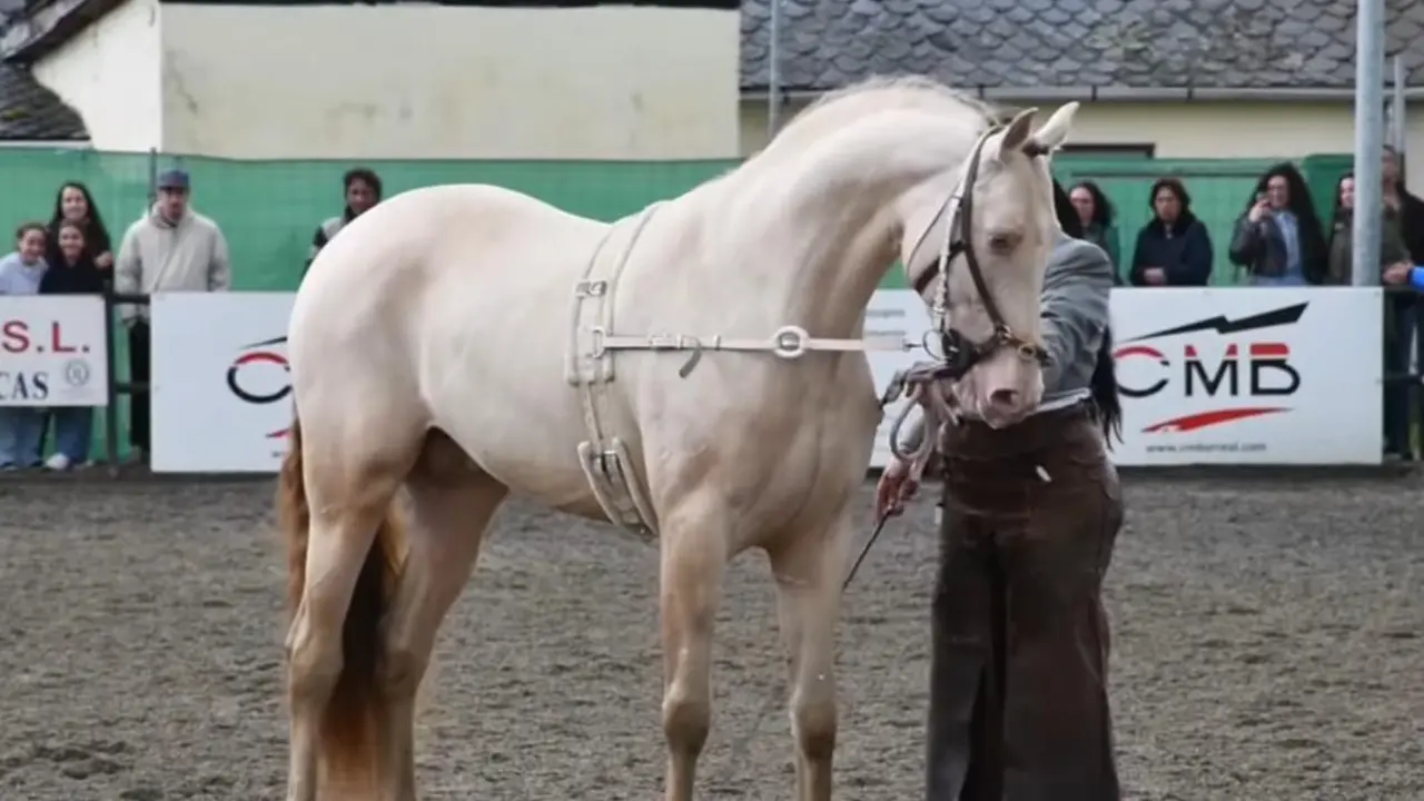 Feria del Caballo de Camponaraya 2025