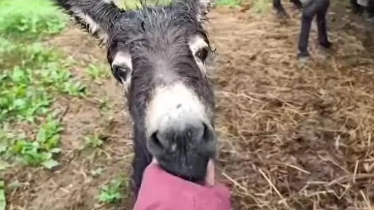 Han abierto un crowdfunding para recaudar fondos para el burro Pablete.