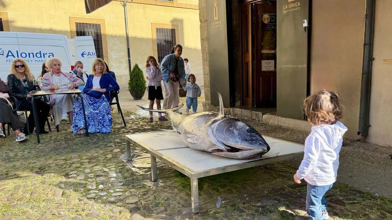 La &Uacute;nica celebr&oacute; su segundo ronqueo con un ejemplar de at&uacute;n rojo que pesaba 162 kilos, ya sin tripas ni sangre. | FOTOS: SM