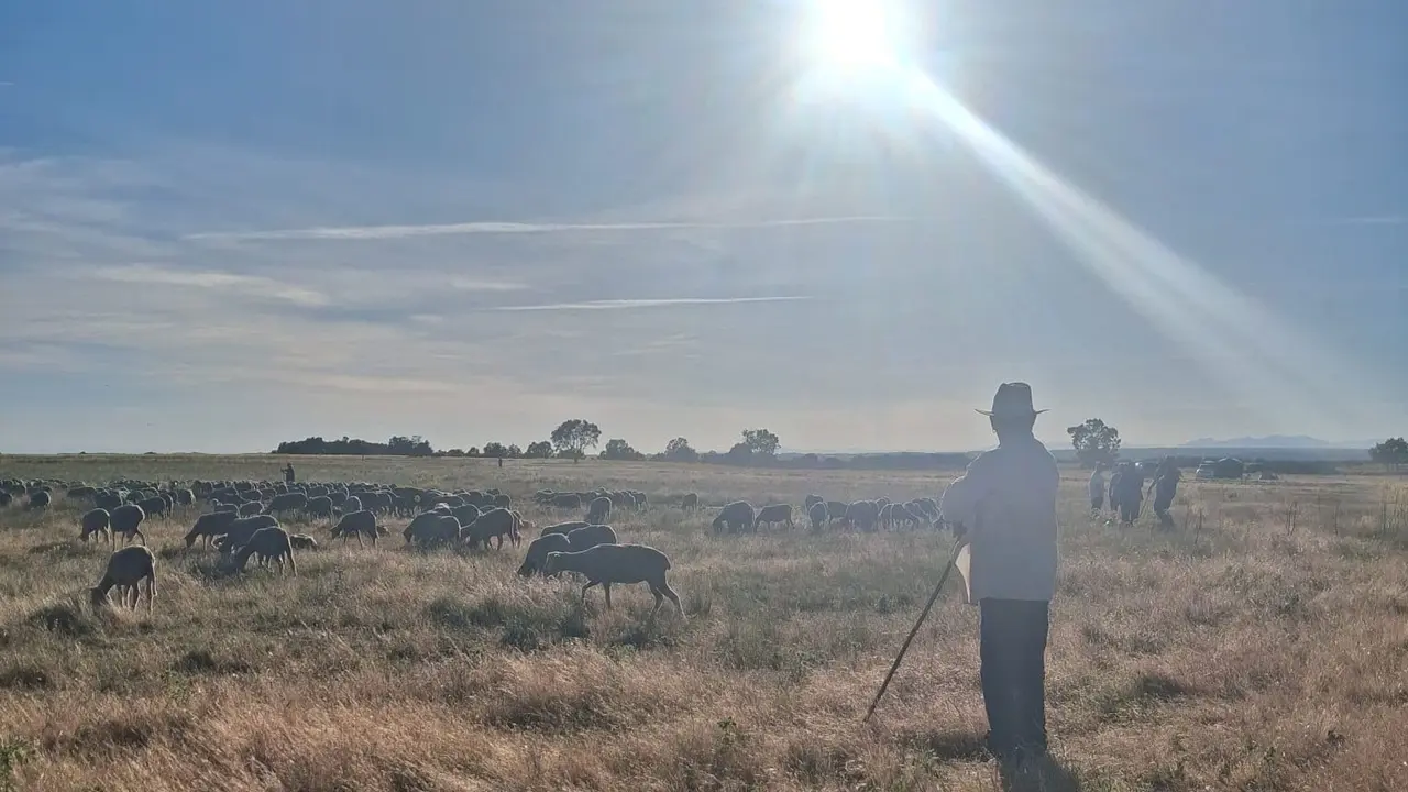 Trashumancia a su paso por Villaverde la Chiquita. Fotos Minipinche_fotograf&iacute;as