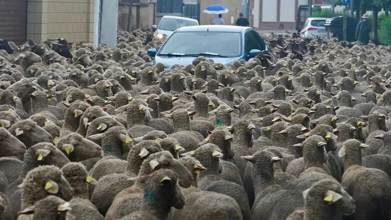 Un reba&ntilde;o de unas 1.700 ovejas atraviesa Le&oacute;n en su recorrido trashumante