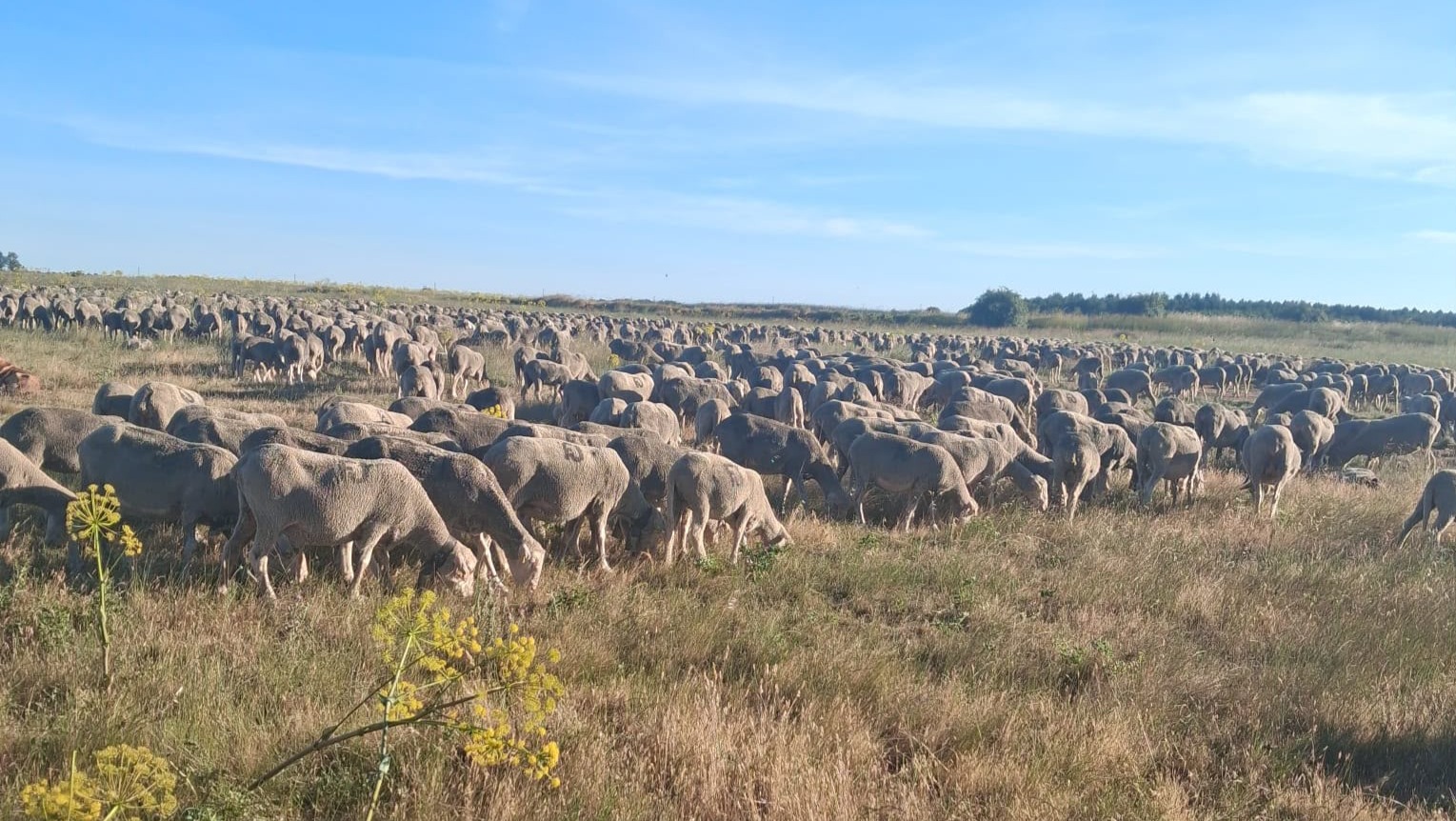 Trashumancia a su paso por Villaverde la Chiquita. Fotos Minipinche_fotografías
