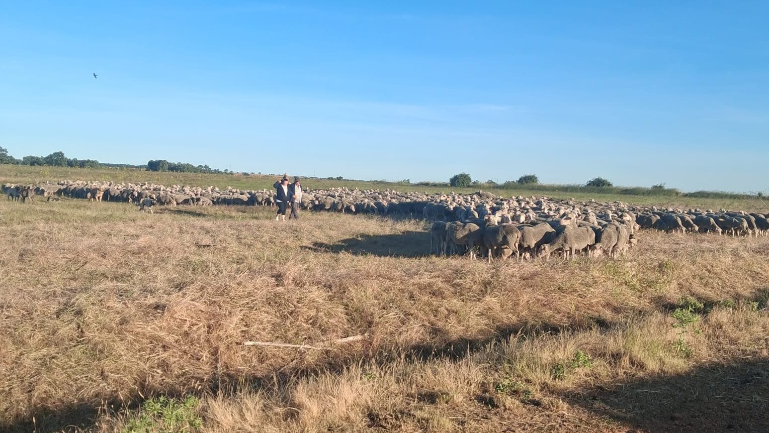 Trashumancia a su paso por Villaverde la Chiquita. Fotos Minipinche_fotografías