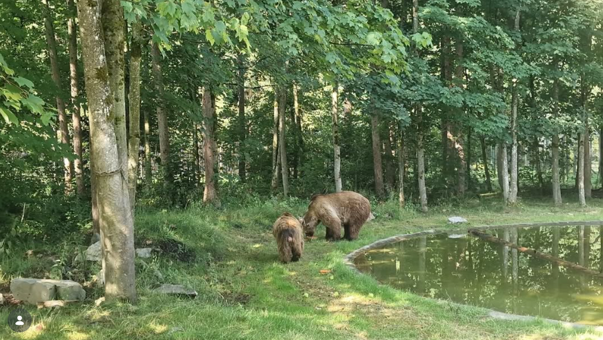 El Oso Ponderoso en Alemania - Ayto de León