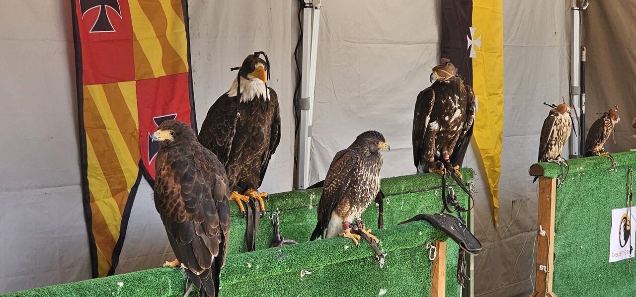 Feria medieval Mansilla de las Mulas 2026 6